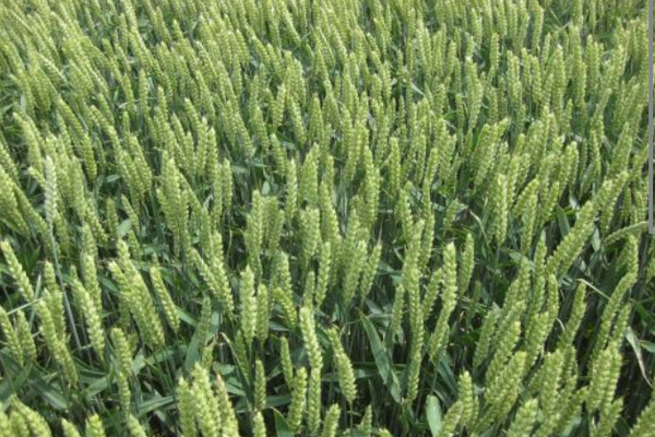 Maximising the effectiveness of the N you apply